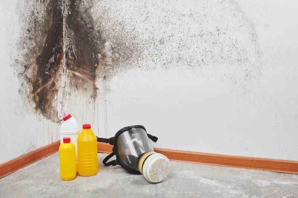 Attic Mold Removal in Westview, FL