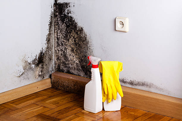 Mold Removal and Inspection in Westview, FL